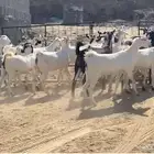 حفار بيشيات جذعات قرايب ولاد