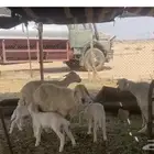 غنم حريات العدد 16