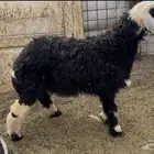 للبيع رخل نجديه عمرها خمس شهور فل شحم