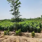 اشجار و شجيرات بأسعار الجملة