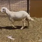 للبيع طلي حري ذبيحه