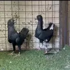 للبيع جوز حمام مالتيز ارتفاع