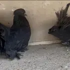 رقاص امريكي