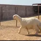 فحل عيسي مشروط فاخر