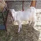 للبيع تيس