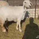 للبيع نعجه فل الفل شحم ظهر وطرف