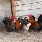 دجاج بلدي ذهبي