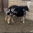 للبيع رخل فل شحم وجبره ناهيه