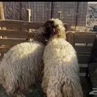 For sale Naeim sheep full fat and young female camels