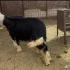 للبيع رخال نجد سمان ذبايح