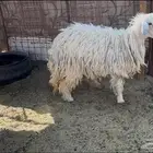 للبيع رخل جبره شحم وحايل رباع