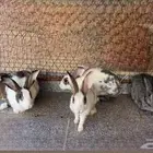 للبيع ارانب العدد 5