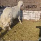 للبيع نعجه حايل فل ظهر وطرف