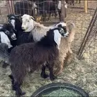 تيوس للبيع