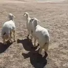 طليان حري