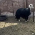 للبيع رخل نجديه ثنيه حايل وشحم