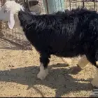 للبيع خروف نجدي فل شحم ظهر وطرف