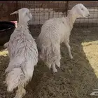 للبيع رخال حريه فل شحم