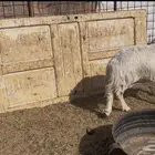 للبيع حريه حايل