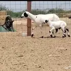 رخل رفيديه تحتها طلي جذعه ( تم البيع )