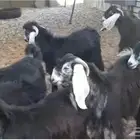 تيوس للبيع