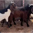 معزا شاميات بفحلها