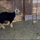 رخل نجديه فل شحم حايل