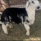 للبيع طلي نجدي 8 شهور ذبيحه