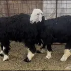 للبيع رخال نجد فل شحم ونظاف