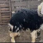 للبيع رخل نجديه فل شحم وحايل شرط