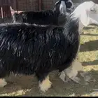 للبيع رخل نجديه جذعه جبره وفاخره بالحيل شحم