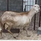 شاه درمانية خصم