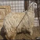 للبيع رخل نجديه جبره وفاخره وفل شحم