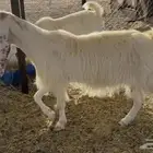 عنز حايل جرم كبير جدا بيع لحم