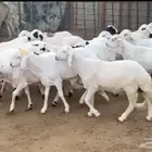 سواكن مرابي