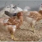 دجاج لوهمان عمر 3 شهور