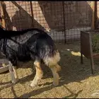 للبيع شاه حايل نجديه صنف جبره وفروع وفل شحم
