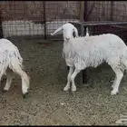 للبيع رخال حريات ذبايح