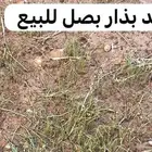 يوجد بذار للبيع بصل