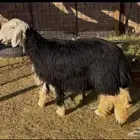 للبيع رخل نجديه جبره وحايل وشحم