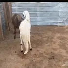 طلي سويكني جذع فاخر للبيع والذبح والتوصيل مجانا