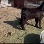 للبيع تيس عارضي ذبيحه شحم ونظيف