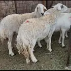 للبيع غنم ذبايح حيل وفل شحم