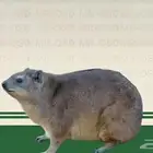 متوفر ازواج منتجه شرط