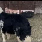 للبيع خروف نجدي فاخر وفل شحم