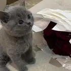 قط صغير سكوتش ستريت بلو للبيع