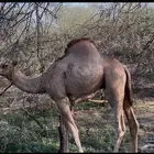 قعود ذاكر العمر 5 شهور
