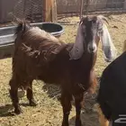 جفره جذعه دافع ثلاث شهور