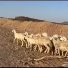 غنم