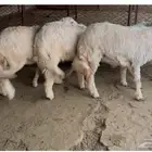 6 طليان سمان ونظيفه و4 رخال